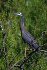 white-faced heron