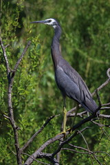 white-faced heron