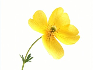 Fototapeta premium yellow flower