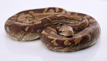 Obraz premium Borneo python snake