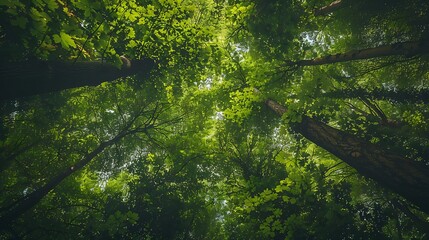 Low angle shot of lush green forest canopy with sunlight filtering through leaves for peaceful natural environment and vibrant outdoor scenery concept.
