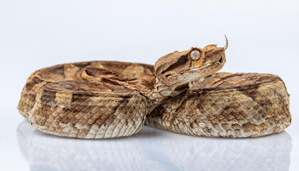 Gaboon viper snake on white background
