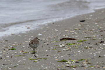 tern