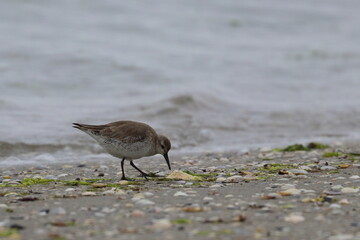 tern