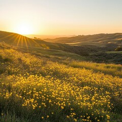 Rolling hills covered in golden wildflowers under a clear sky, with the setting sun casting a warm glow over the landscape