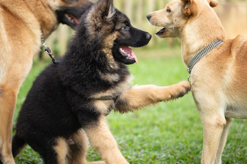 Adorable german shepherd purebred puppy playing outdoors in a garden