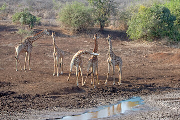 Young giraffes mock fighting at the waterhole in South Africa RSA