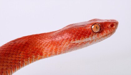 red snake on white background