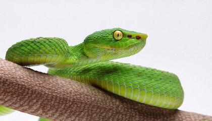 Fototapeta premium White-lipped pit viper snake on white background
