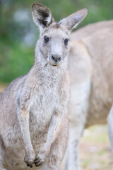 Close-Up of a Curious Kangaroo in Natural Habitat