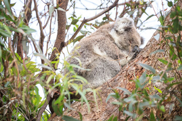 Koala Resting Comfortably on Tree Branches in Nature