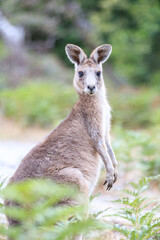 Curious Kangaroo Gazing Intently from a Green Clearing, Raymond Island, Victoria, Australia
