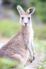 Curious Kangaroo Gazing Intently from a Green Clearing, Raymond Island, Victoria, Australia