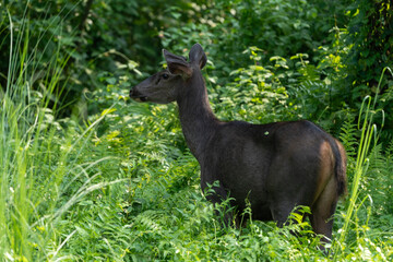 Sambar Deer (Rusa unicolor) in jungle. The sambar is a large deer native to the Indian subcontinent and Southeast Asia.