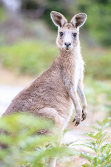 Curious Kangaroo Gazing Intently from a Green Clearing, Raymond Island, Victoria, Australia