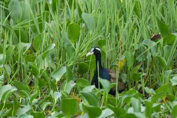 Bronze-winged Jacana in its habitat. The bronze-winged jacana (Metopidius indicus ) is a wader in...