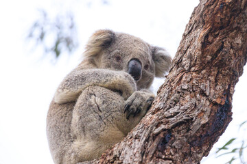 Sleepy Koala Resting on a Eucalyptus Branch