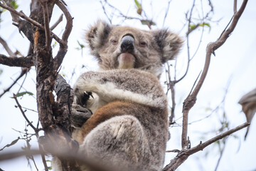 Koala Perched on a Tree Branch in the Wild