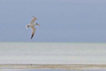 tern