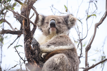 Koala Perched on a Tree Branch in the Wild