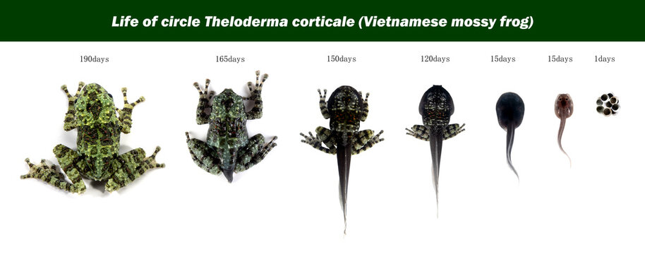 Top view metamorphosis stages of Theloderma corticale (Vietnamese mossy frog) from tadpole to frog on white background