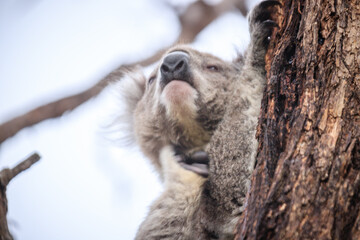 Koala Hiding Behind a Tree Trunk in the Wild, Raymond Island, Australia