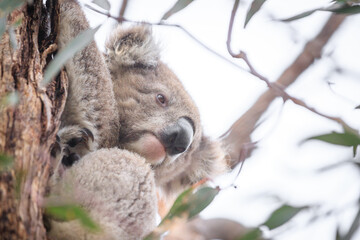Koala Hiding Behind a Tree Trunk in the Wild, Raymond Island, Australia