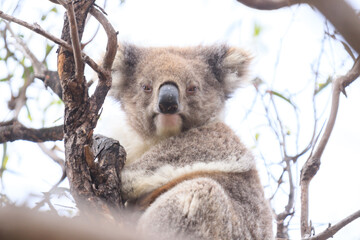 Koala Perched on a Tree Branch in the Wild