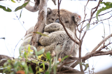 Koala Resting Comfortably in a Tree Branch