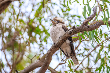 A Curious Kookaburra Perches on a Mossy Tree, Raymond Island, Australia