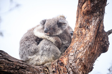 Loving Koala Mother Cuddling Her Joey in a Eucalyptus Tree