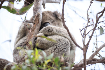Fototapeta premium Sleeping Koala Resting Peacefully on a Tree Branch