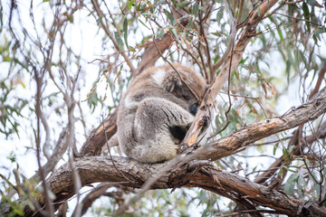 Resting Koala Relaxing on a Tree Branch in the Wild
