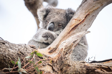 Sleeping Koala Resting Peacefully on a Tree Branch