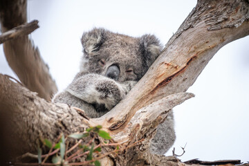 Sleeping Koala Resting Peacefully on a Tree Branch
