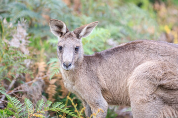 Fototapeta premium Curious Eastern Grey Kangaroo Peering Through the Ferns