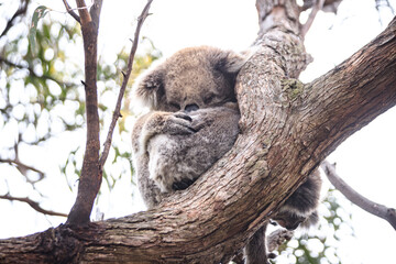 Sleeping Koala Resting Peacefully on a Tree Branch