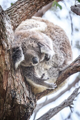 Sleepy Koala Napping in a Eucalyptus Tree