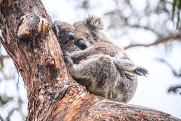 Fototapeta premium Loving Koala Mother Cuddling Her Joey in a Eucalyptus Tree