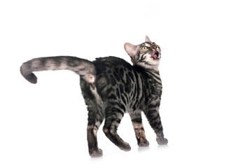 bengal kitten in studio
