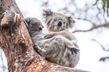 Loving Koala Mother Cuddling Her Joey in a Eucalyptus Tree