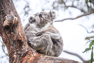 Loving Koala Mother Cuddling Her Joey in a Eucalyptus Tree