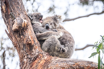 Loving Koala Mother Cuddling Her Joey in a Eucalyptus Tree