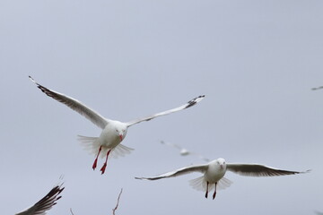 Fototapeta premium tern