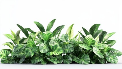 Obraz premium Lush green foliage of tropical plants with striped leaves, isolated on white background.