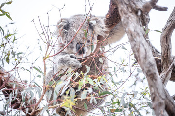 Curious Koala Munching on Eucalyptus Leaves, Raymond Island, Australia