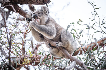 Curious Koala Munching on Eucalyptus Leaves, Raymond Island, Australia