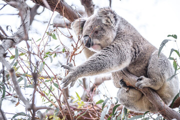 Curious Koala Munching on Eucalyptus Leaves, Raymond Island, Australia