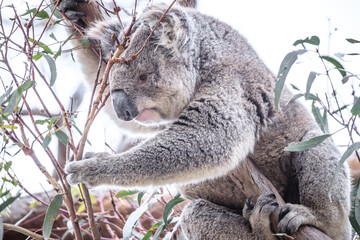 Curious Koala Munching on Eucalyptus Leaves, Raymond Island, Australia