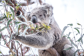 Koala Enjoying Eucalyptus Leaves High in a Tree, Raymond Island, Victoria, Australia